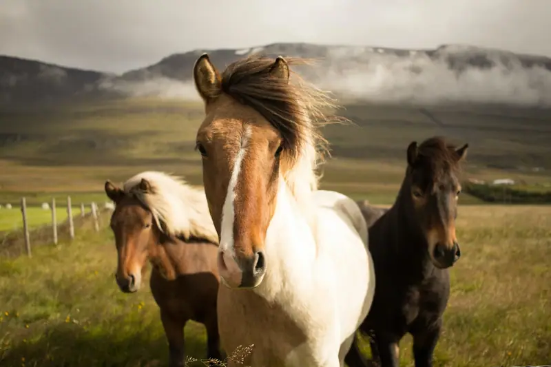 Cheval monté qui se redresse dans une carrière, cavalier protégé et encadré à distance