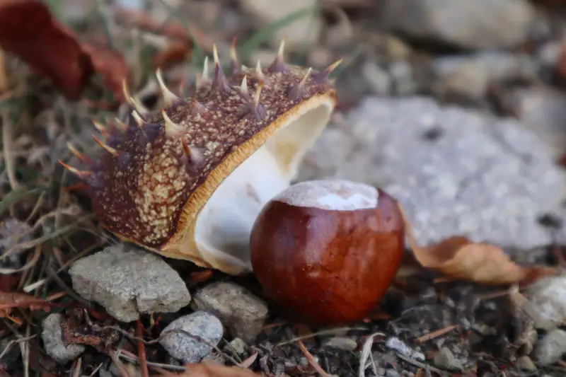 Châtaignes corses fraîches, bogues ouvertes et feuilles d’automne sur une table en bois
