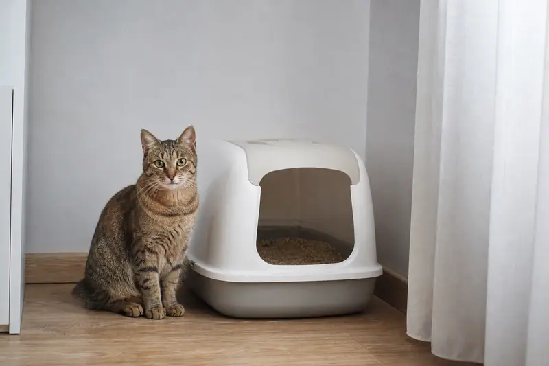 Chat domestique assis à côté d’un bac à litière dans un coin de pièce, regard tourné vers la caméra