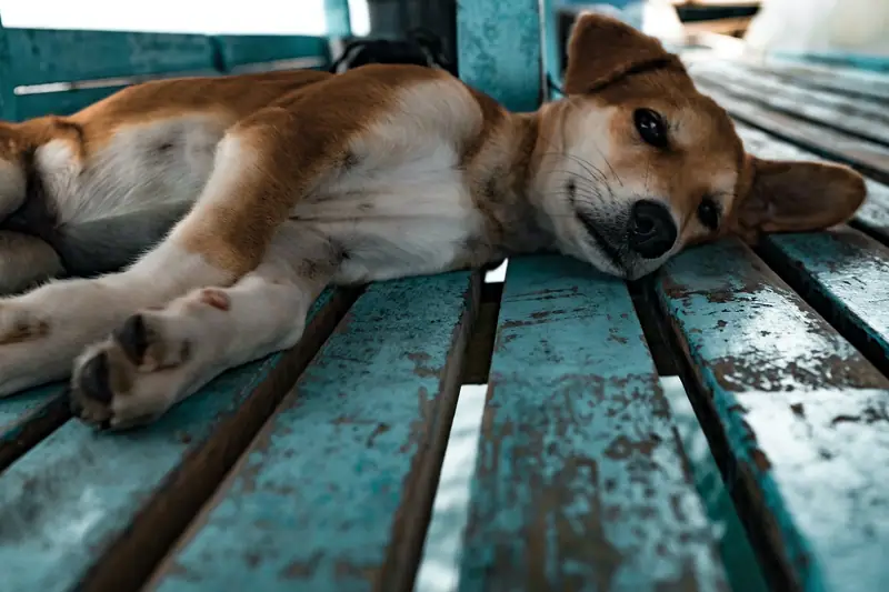 Chien adulte adopté récompensé au harnais pendant un exercice calme en extérieur