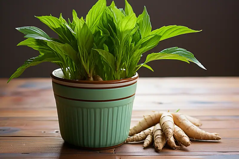 Rhizome de gingembre planté dans un grand pot avec jeunes pousses vertes