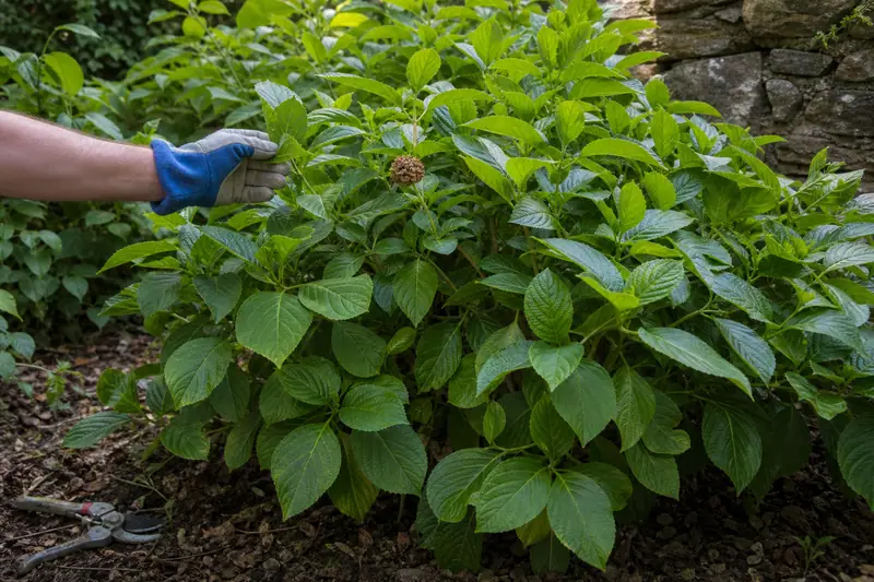 Main gantée examinant l’extrémité d’une tige d’hortensia au feuillage dense et presque sans fleurs