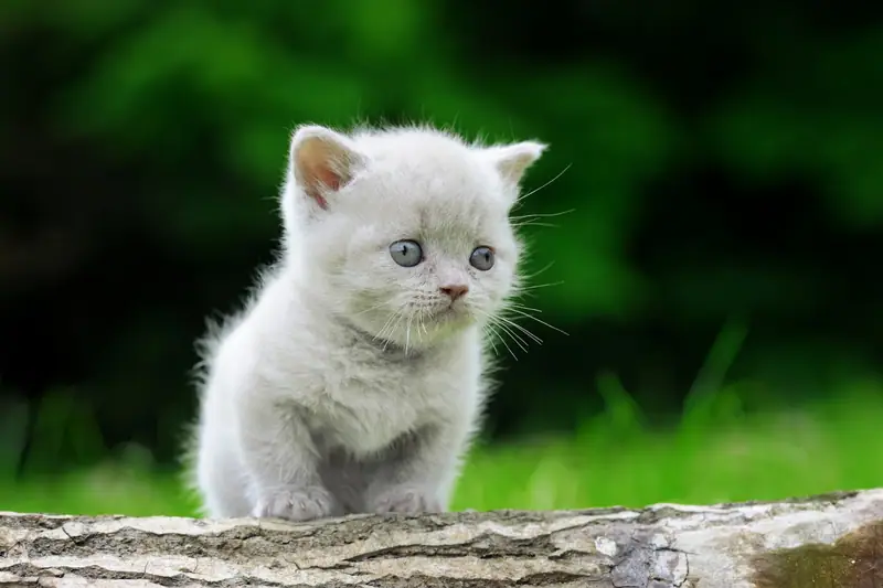 Maine Coon roux en consultation vétérinaire avec dossier de soins sur une table