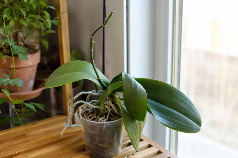 Orchidée aux feuilles vertes sans fleurs posée près d’une fenêtre lumineuse