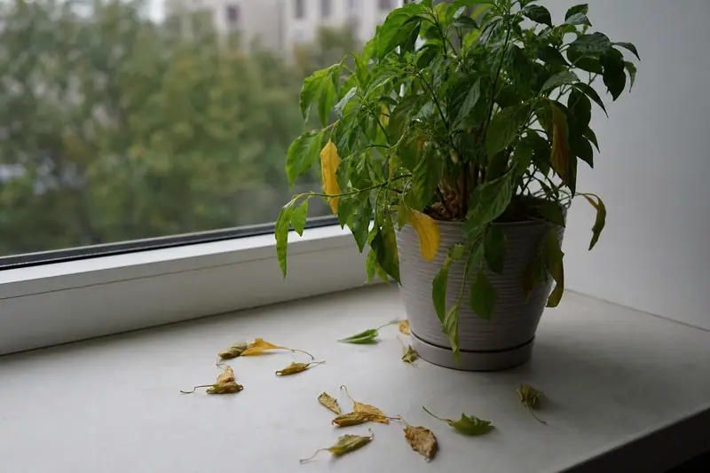 Plante verte d’intérieur en pot sur un rebord de fenêtre, quelques feuilles jaunies tombées sur le sol à côté
