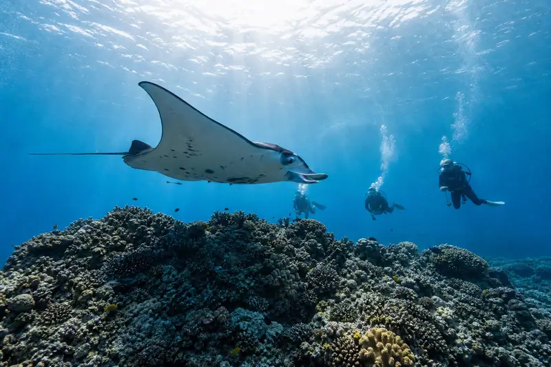 Plongeurs observant à distance une raie manta au-dessus d’un récif corallien polynésien