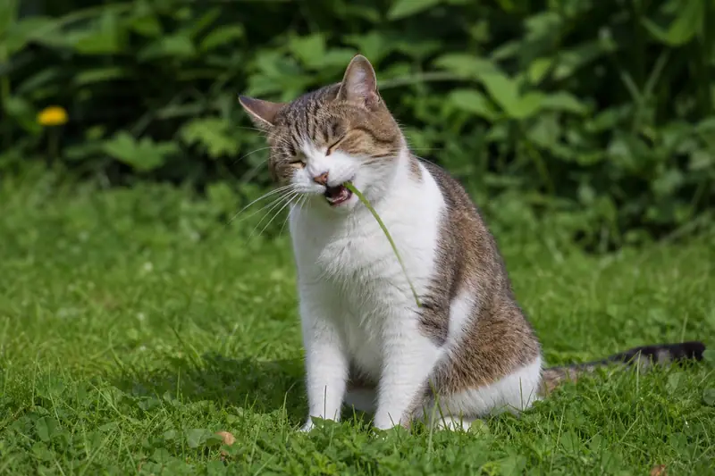 Chat domestique assis dans l’herbe d’un jardin en train de mâchouiller un brin d’herbe verte