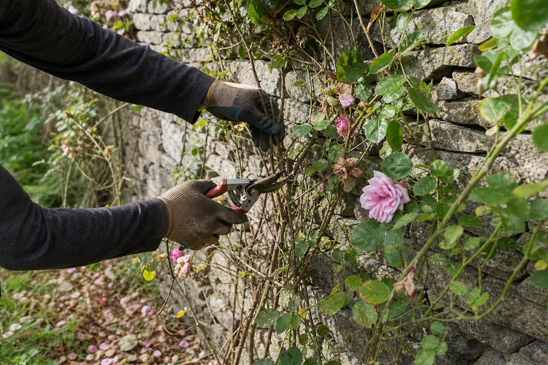 Jardinier taillant au sécateur les tiges fanées d’un rosier grimpant palissé contre un mur en été