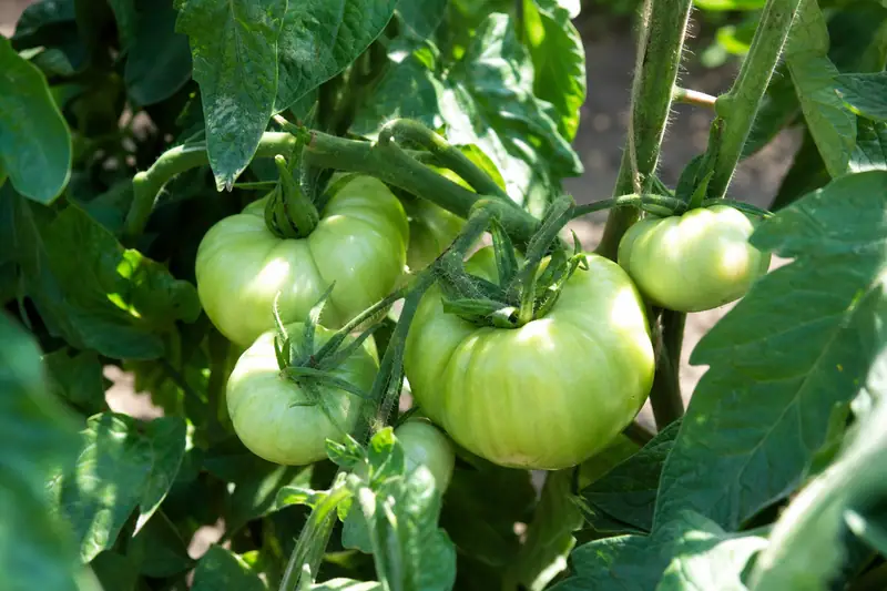 Grappe de tomates vertes encore accrochées à leur pied dans un potager ensoleillé